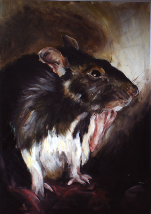 Ratte (Studie)
